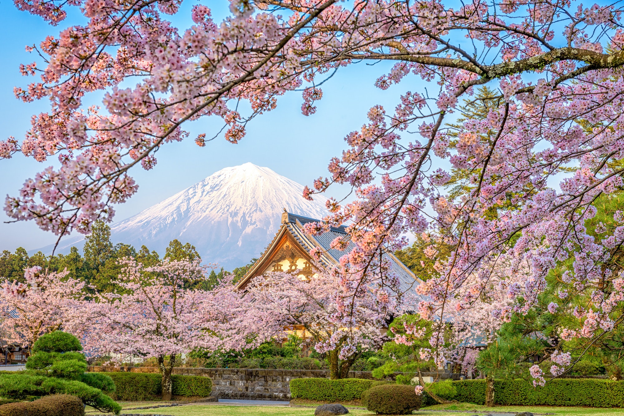 Fuji in Spring