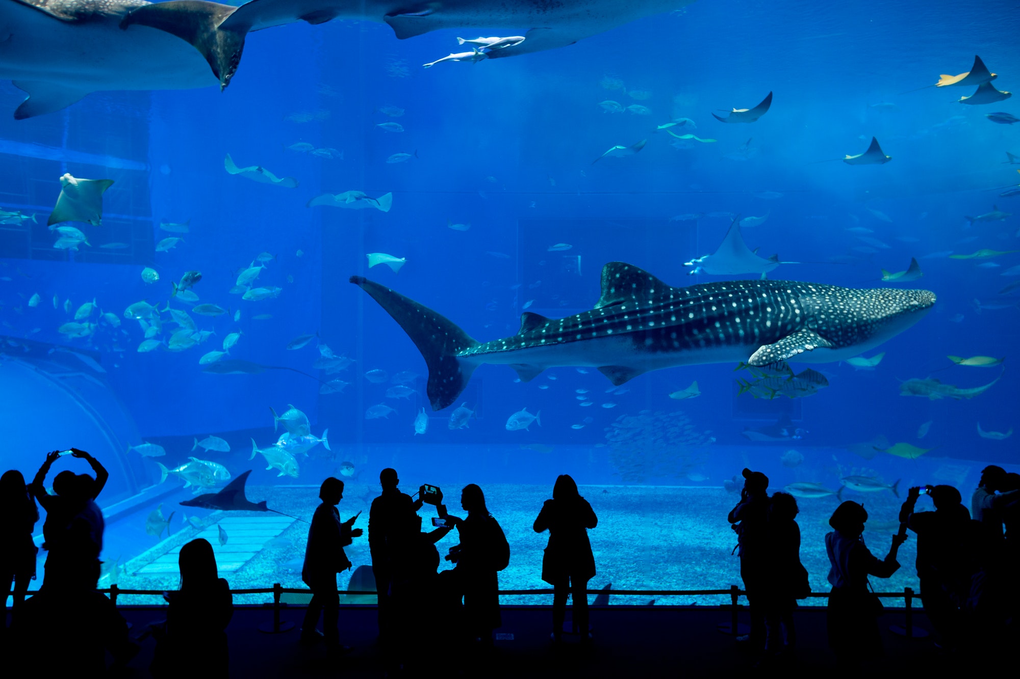 Japan Okinawa aquarium