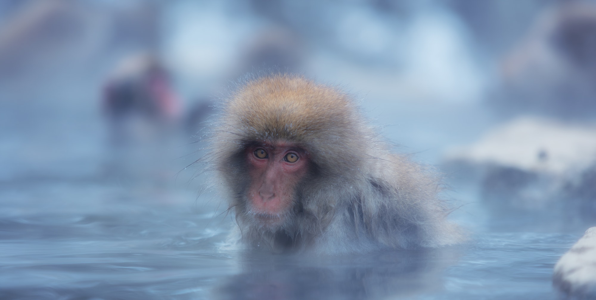 Snow Monkey of Nagano
