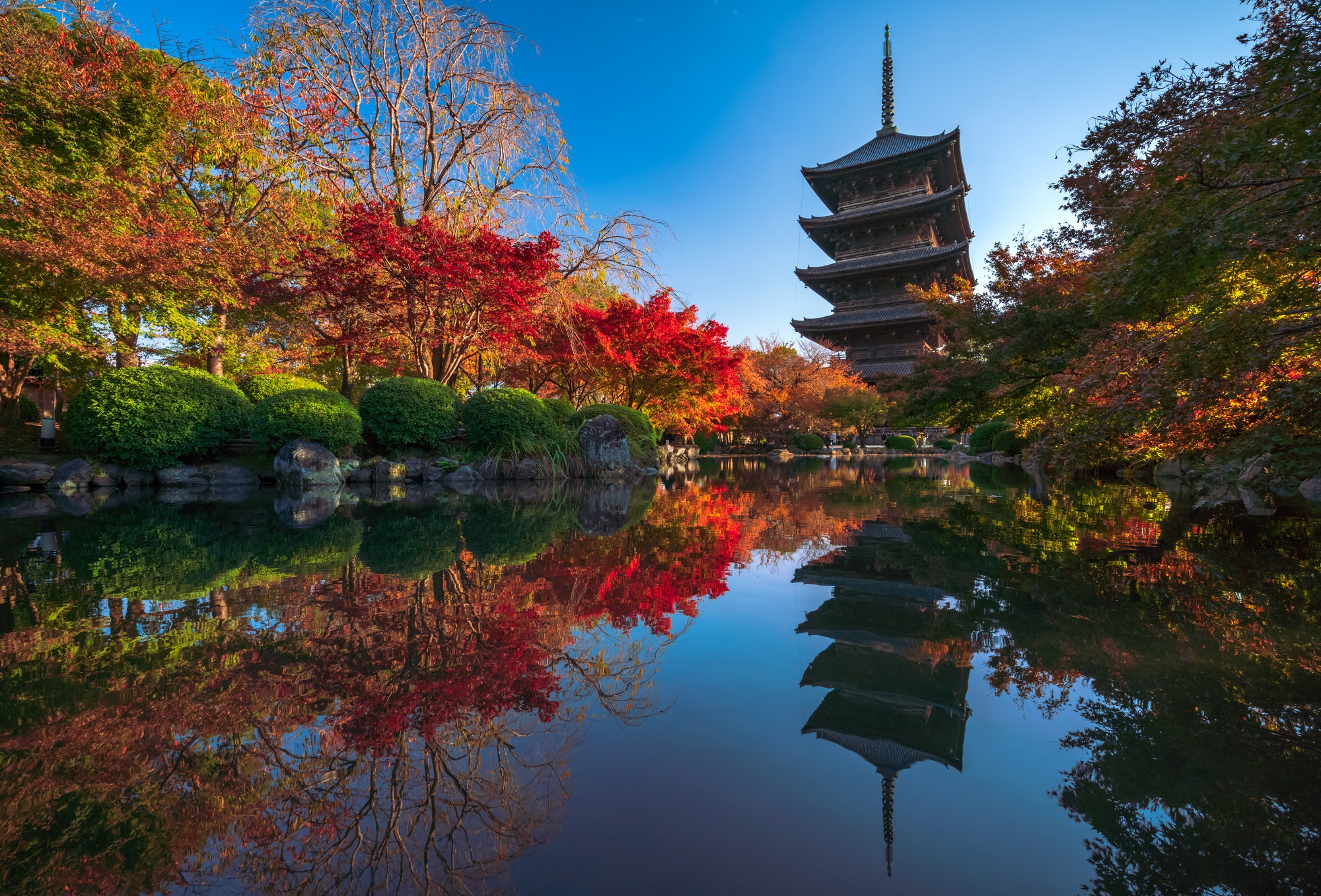 The wooden pagoda of Toji Temple with beautiful maple leaves, Kyoto, Japan