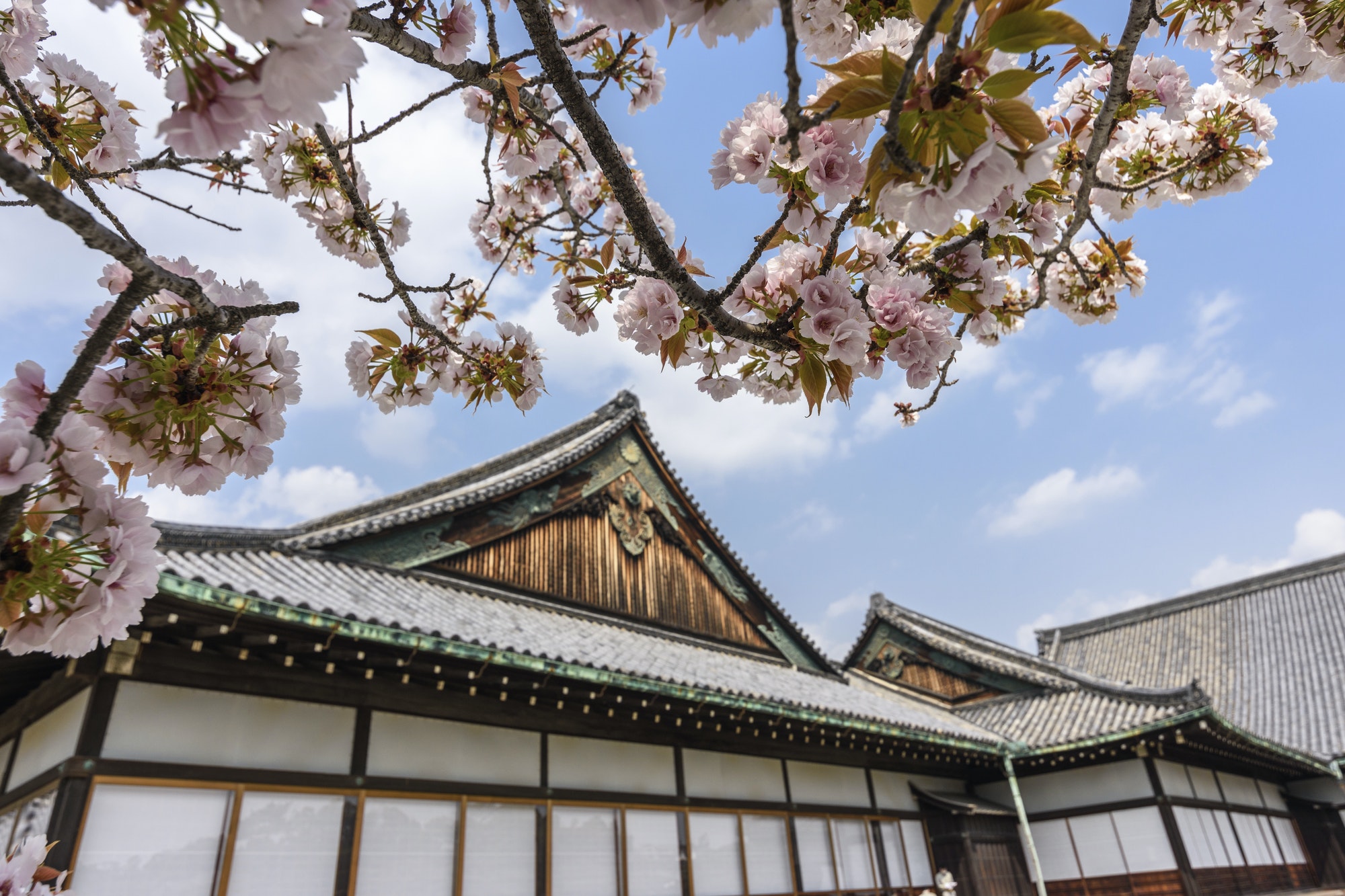 Cherry blossoms over Nijo-jo, a 17th century castle in Kyoto, Japan.